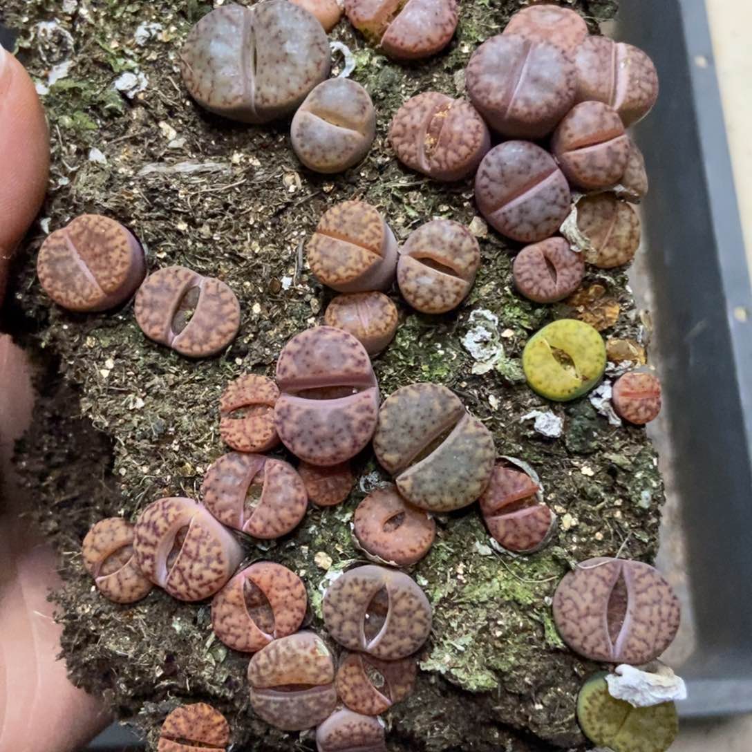 7279柘榴切糕有疤