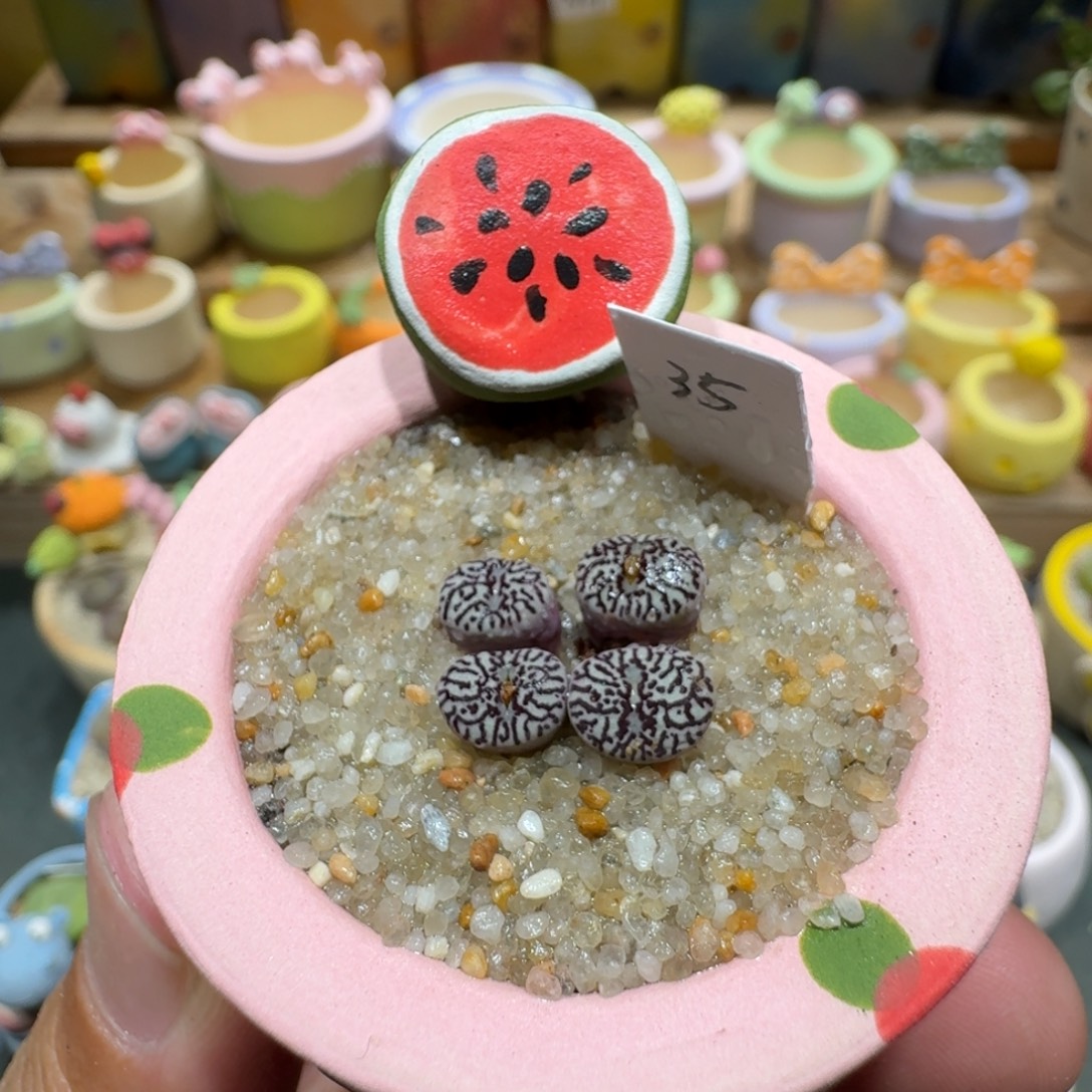 蘑菇1366墨墨墨墨墨多肉植物