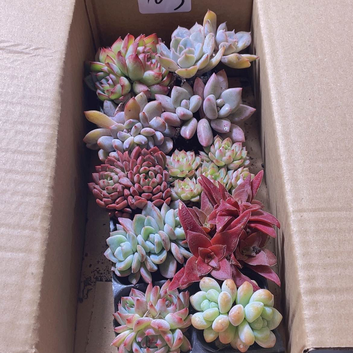 【闪购商品】10颗-3