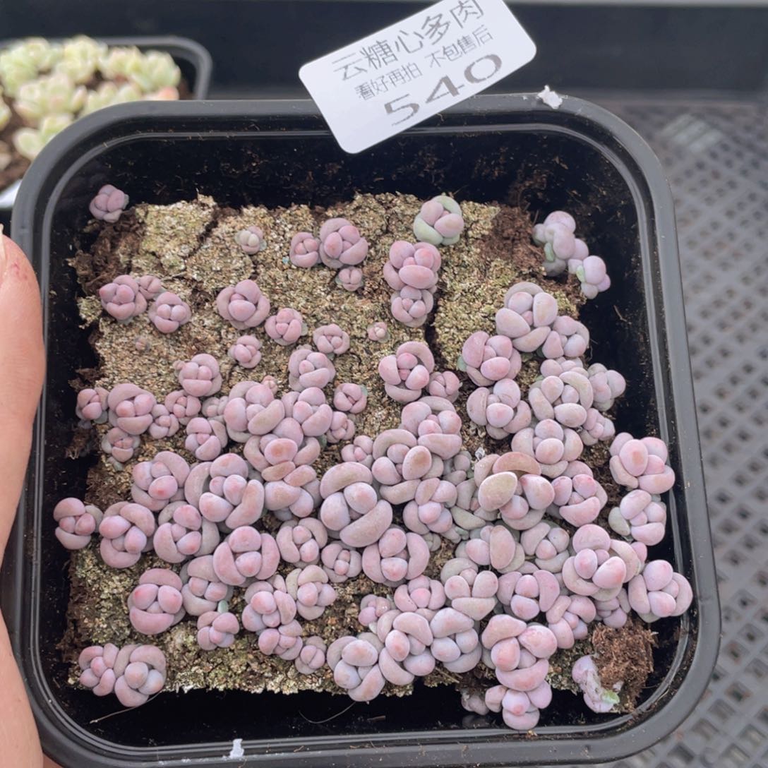 云糖心多肉植物540