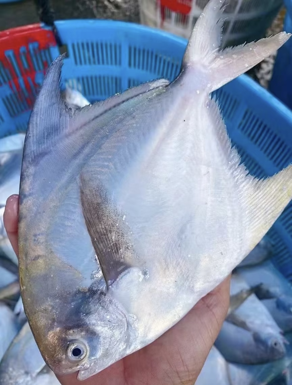 广东汕尾本港大白鲳鱼叁鲳鱼燕尾鲳