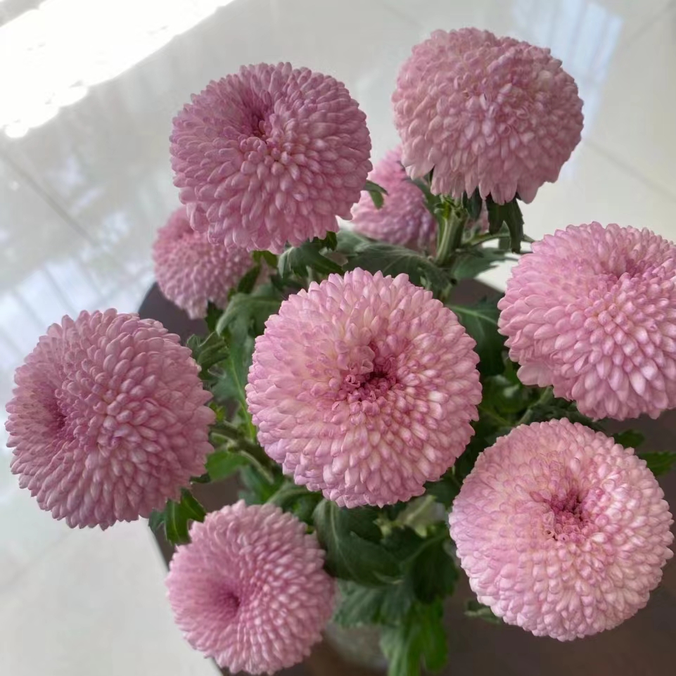 氧花季  粉色乒乓菊 花期长 一单包邮 两单升级快递