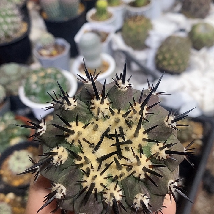 无根黑王丸仙人球