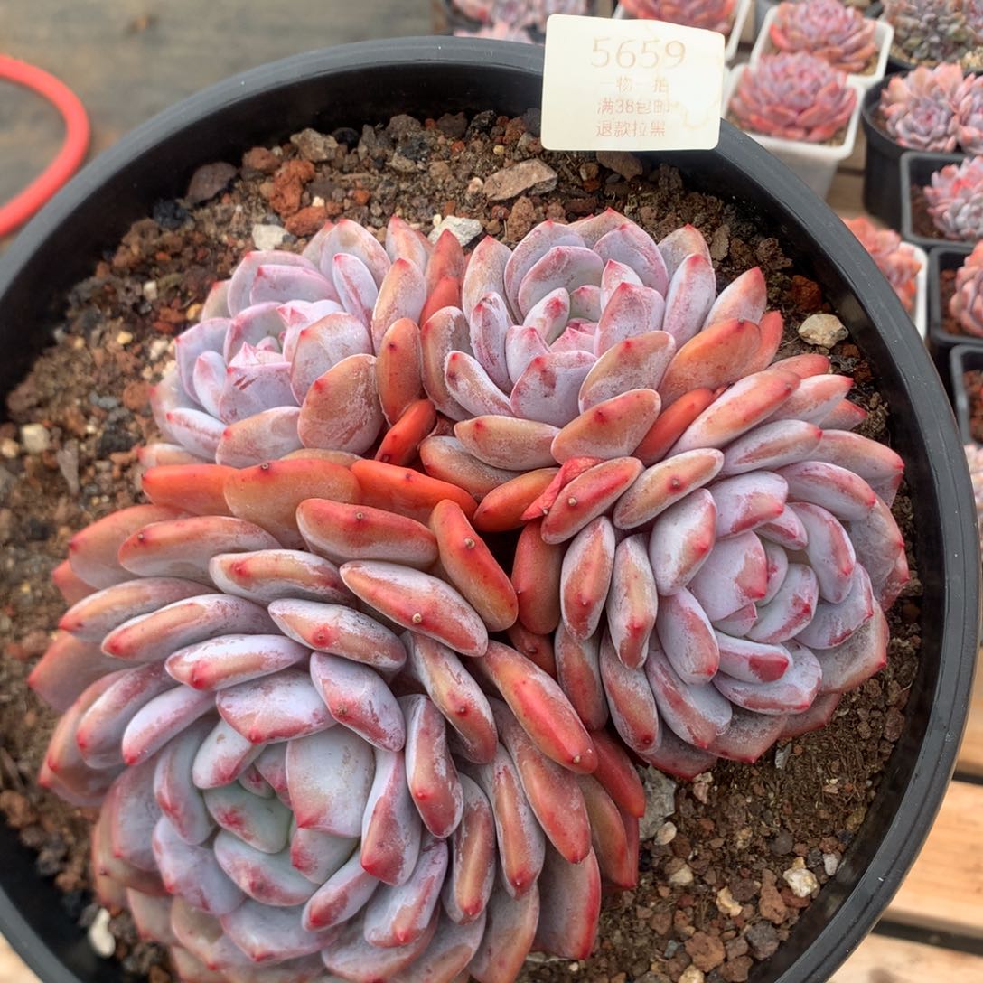 18厘米四头韩橙 5659