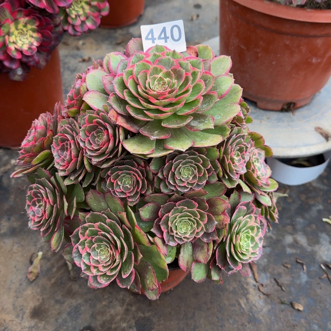 豆**爸粉花妖440        