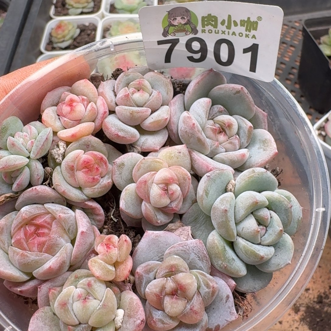 多肉植物多肉植物