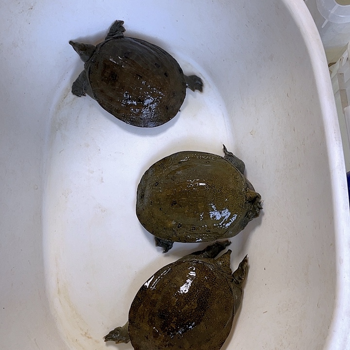 甜***好中国大陆福利鱼包活不退换