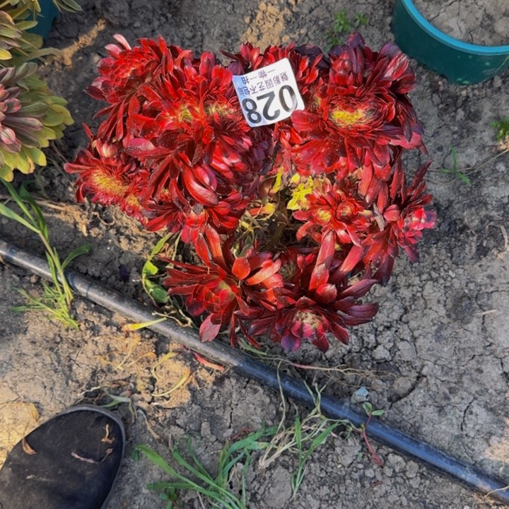 美姬花30-30包邮花花