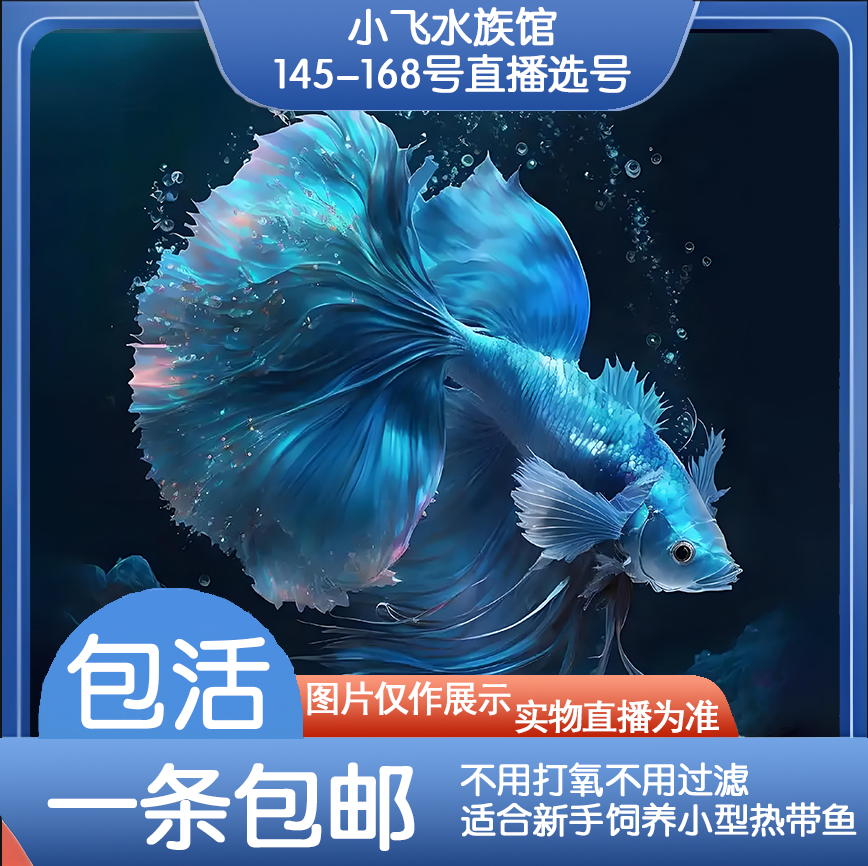 编号145-168号直播间泰国斗鱼五彩观赏鱼 活体半月将军斗鱼