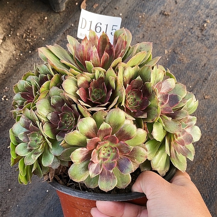 1615红丝绒多肉法师