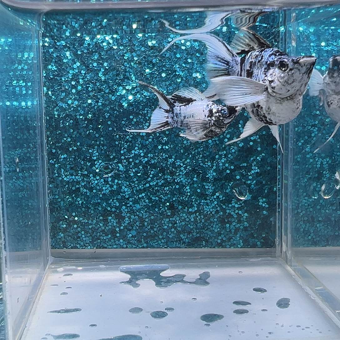 孔雀鱼水墨画玛丽一对00040