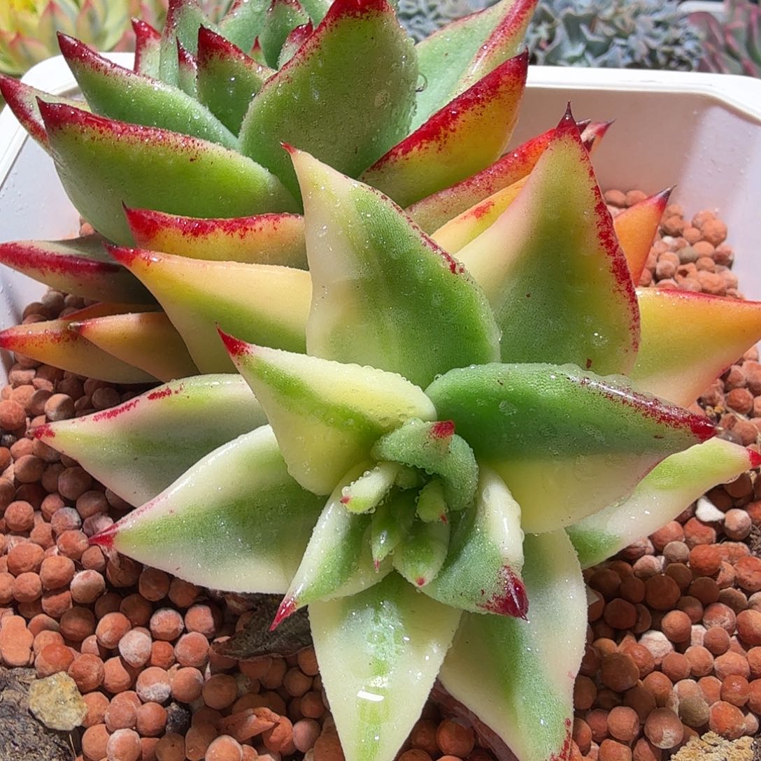 清纯乌木锦，多肉植物