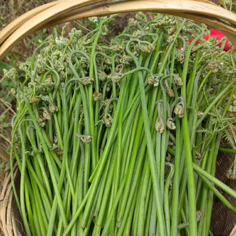 高山新鲜蕨菜现采现发甜蕨菜龙爪菜拳头菜