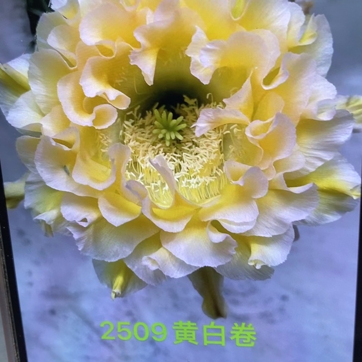 彩草2509侧芽4公分左右