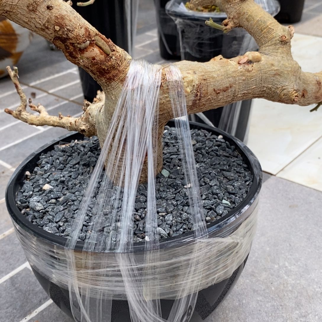 白皮地丁产地熟桩