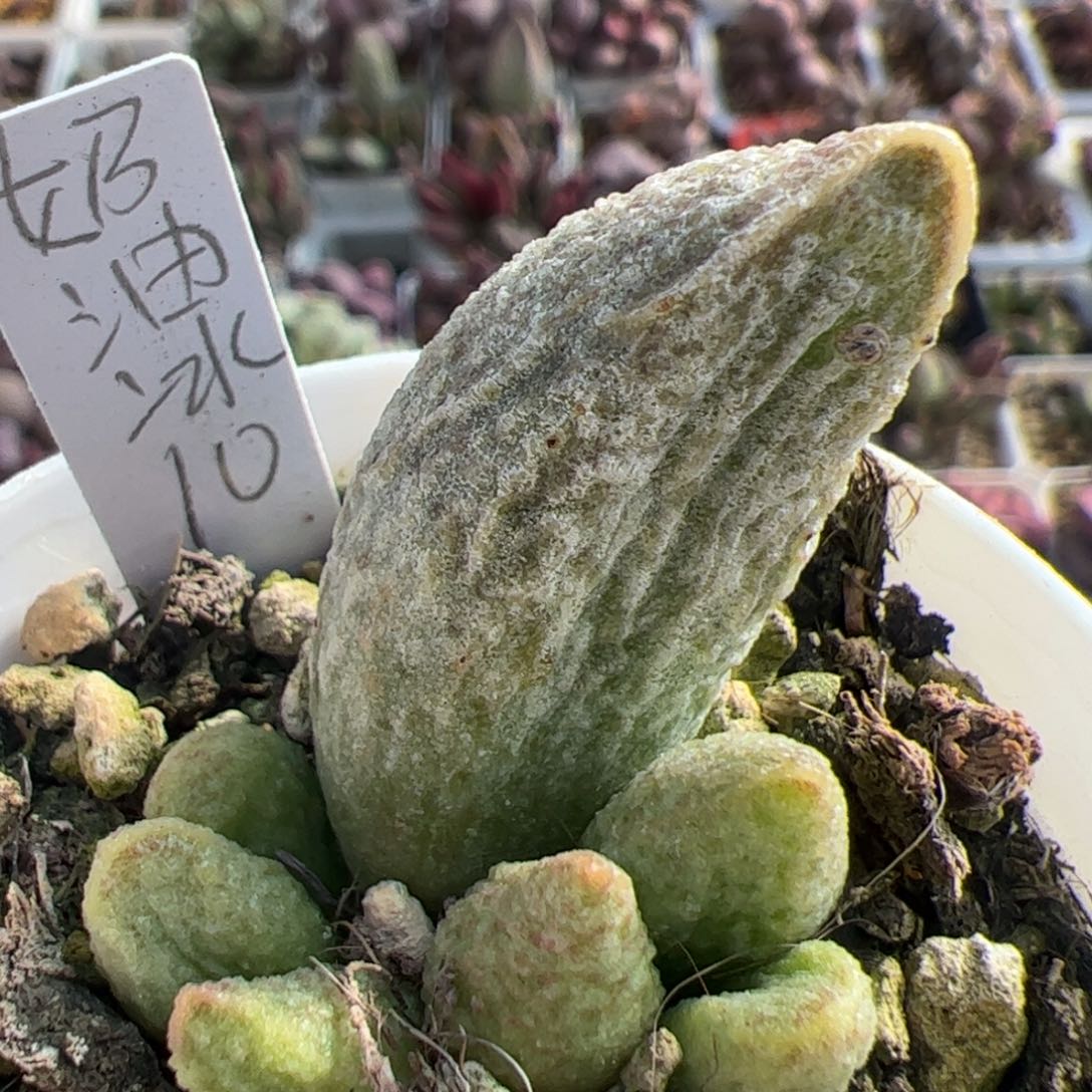 奶油冰激凌大苗多肉植物水泡