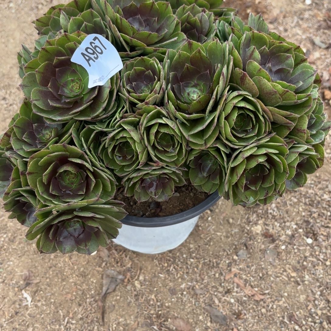 万拉丝朵朵断枝不包967