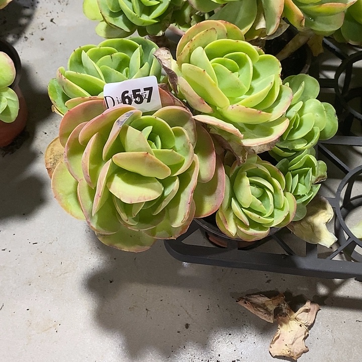 最***心657碧桃多肉植物多肉