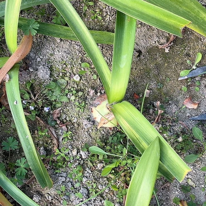植物杨***花朱顶红魔幻之旅