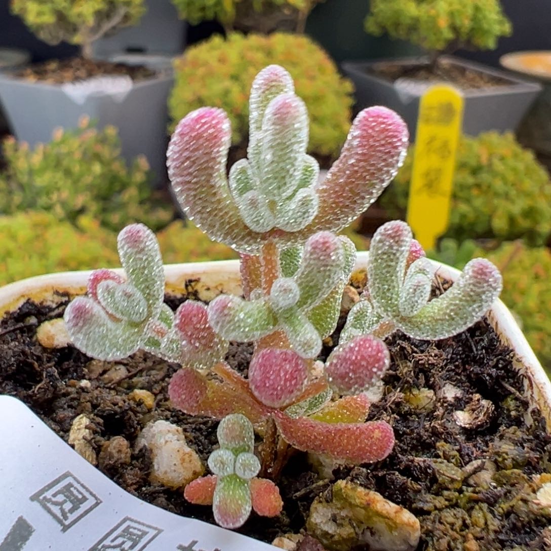 dy3767实生粉冰晶冠幅2.5cm