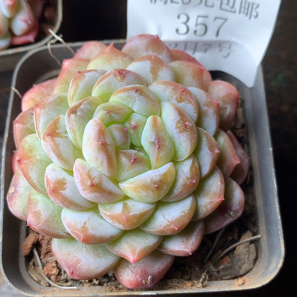 【闪购商品】云357号