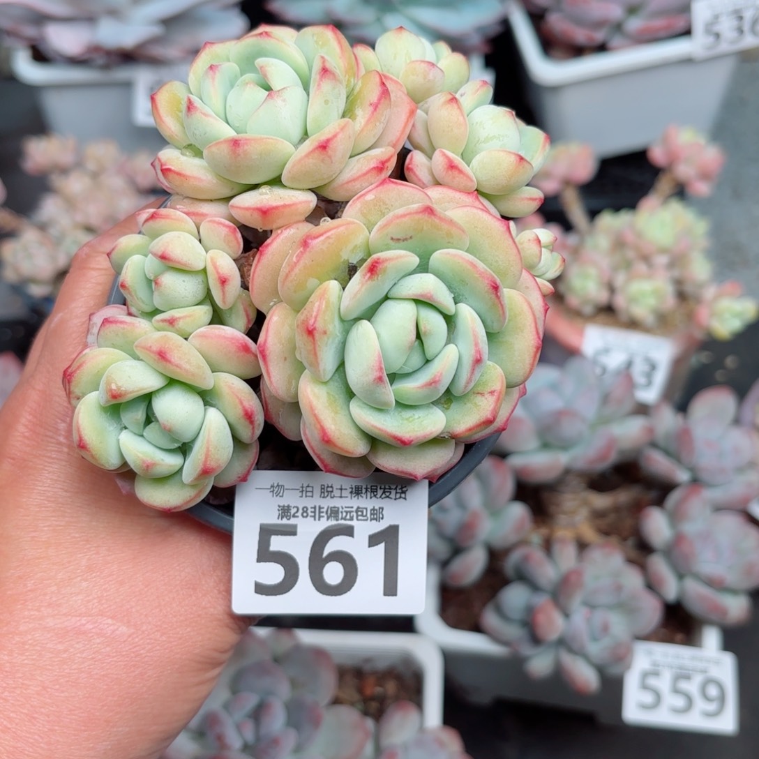 香草多肉无盆土发货