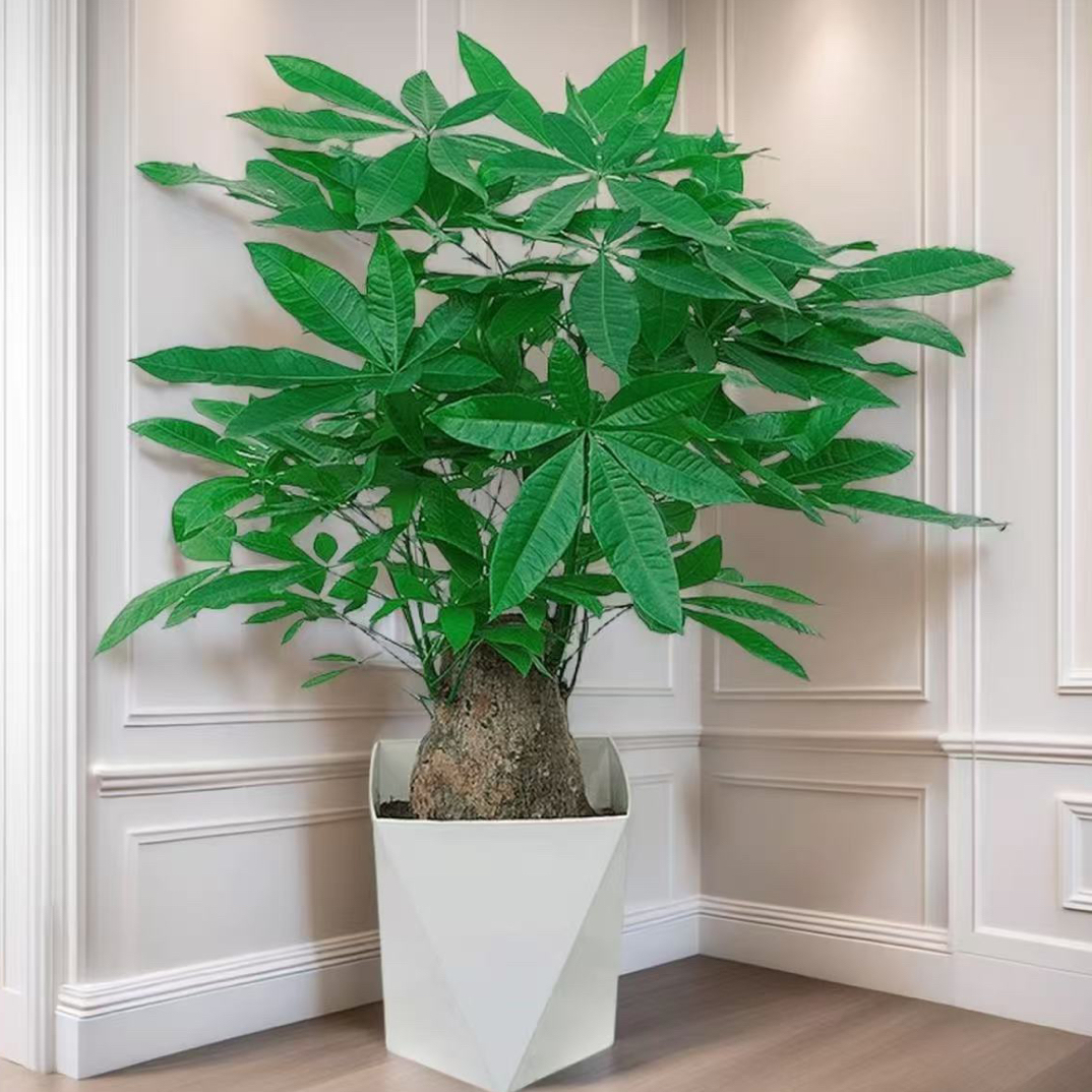 独杆粗杆发财树盆栽室内客厅办公室招财好养活绿植