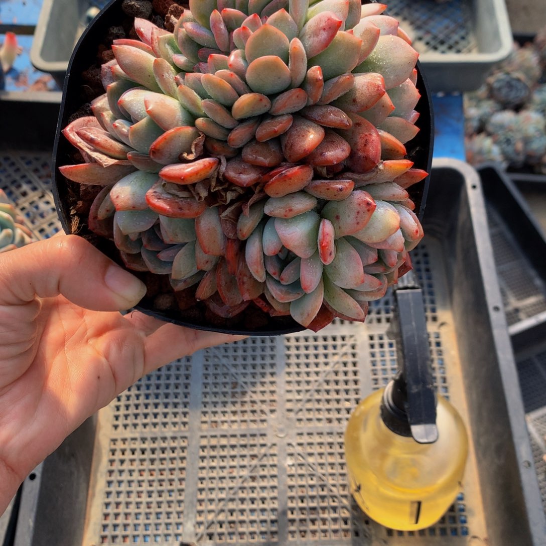 22159全明嗯嗯嗯嗯嗯