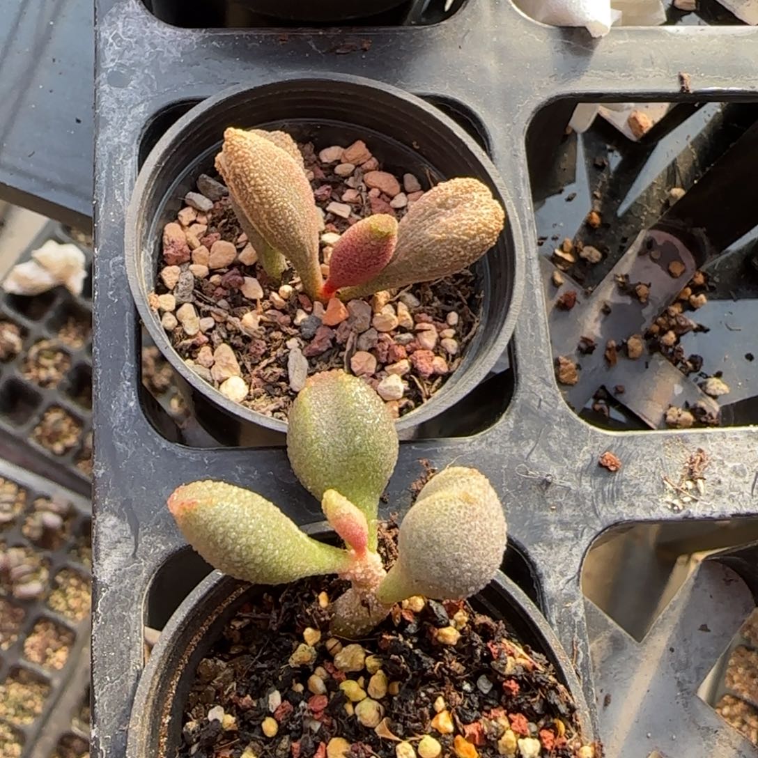 吃****水泡组合多肉植物水泡