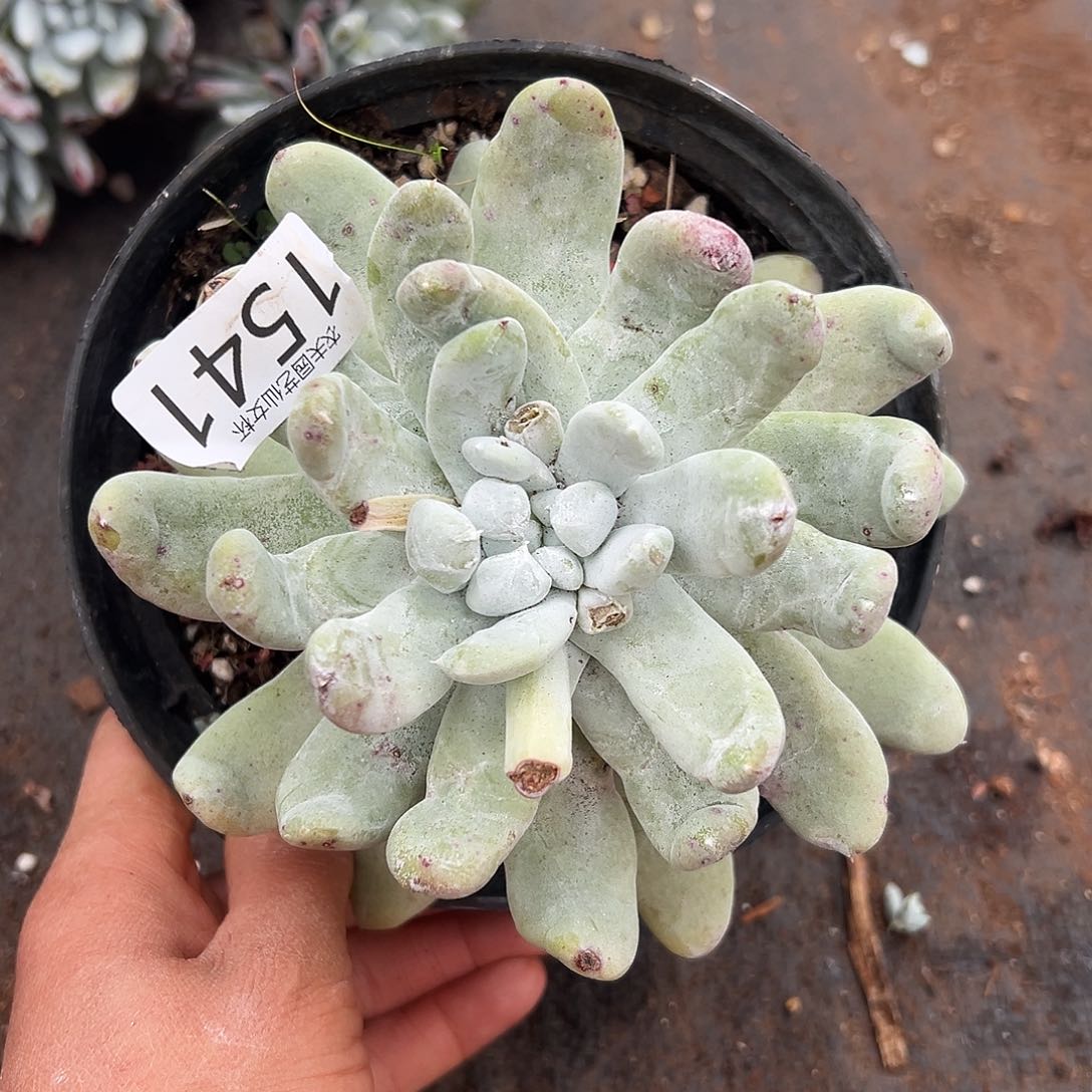 圆叶拇指帕奇飞徒仙女杯多肉。