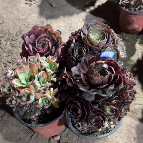 021多肉植物组合