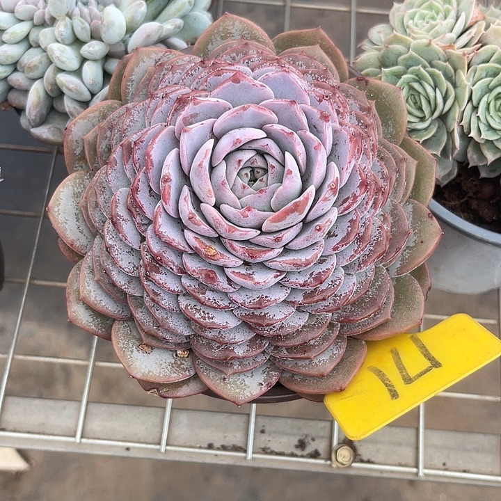 两单包邮，一物一拍171恩宠