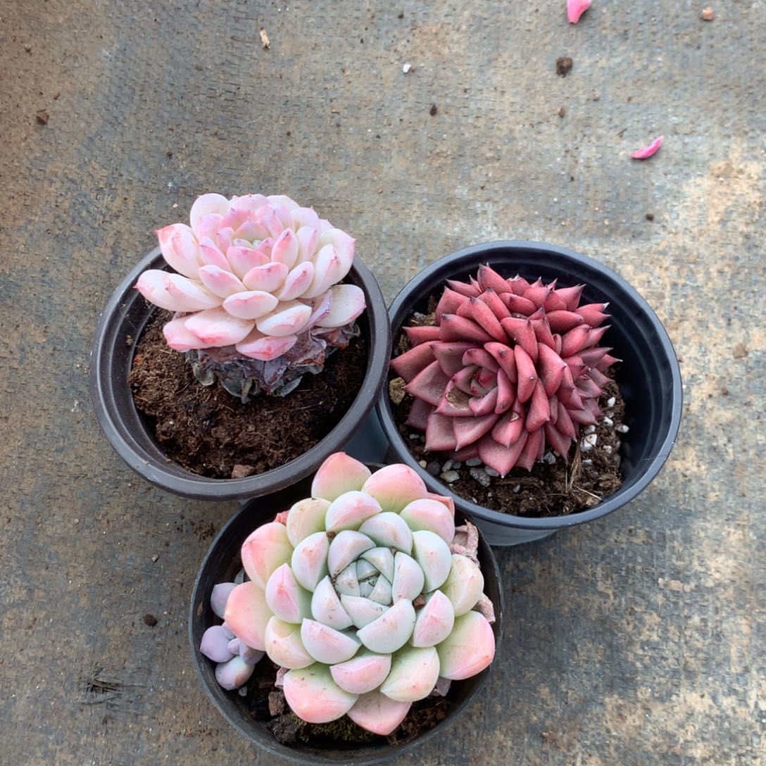 我们是真的没有关系嘛不