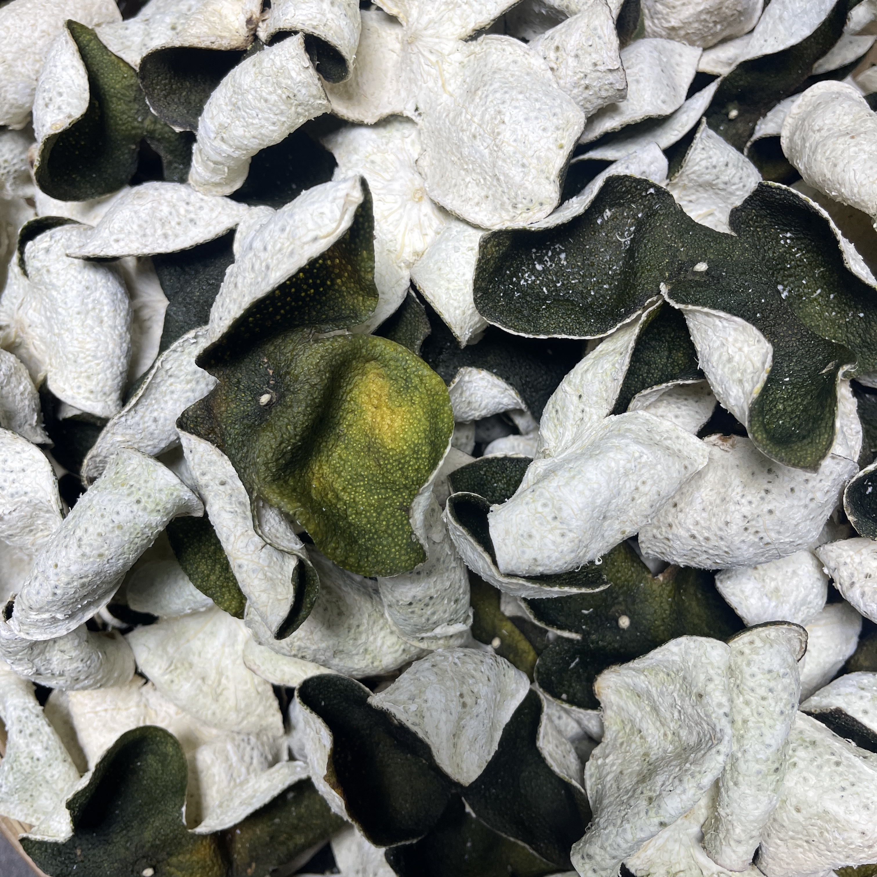 2025年新会天马枳壳种原枝大青皮