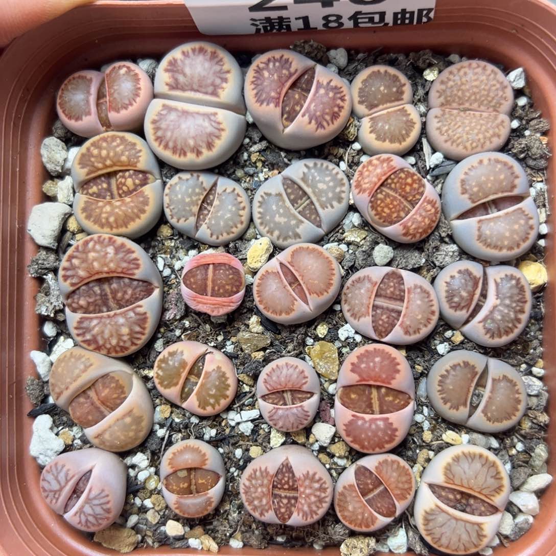 【闪购商品】240……