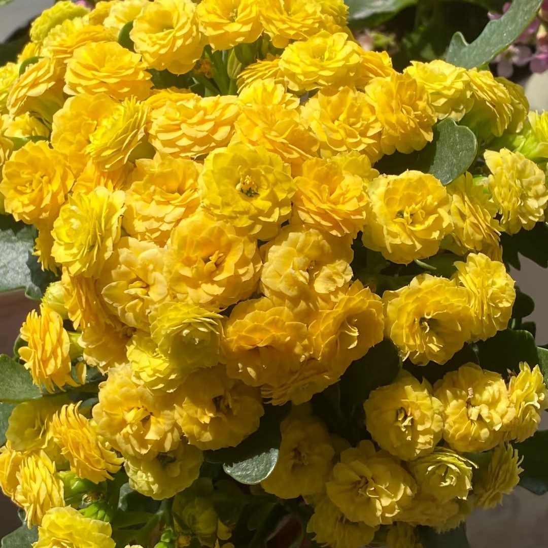 龙袍  重瓣带花苞（昊景130口径盆）