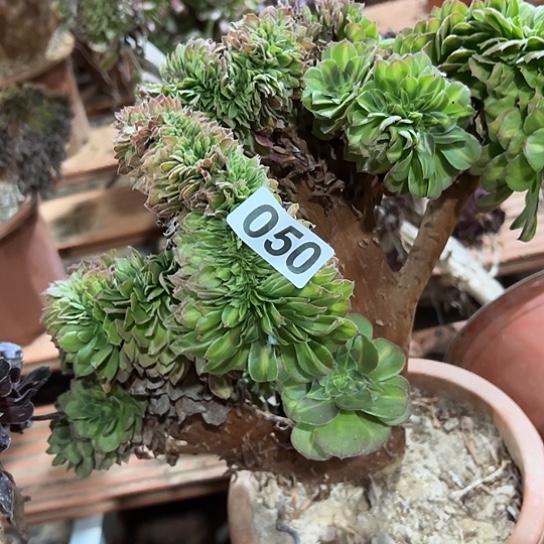 音***爱多肉植物一个中班050