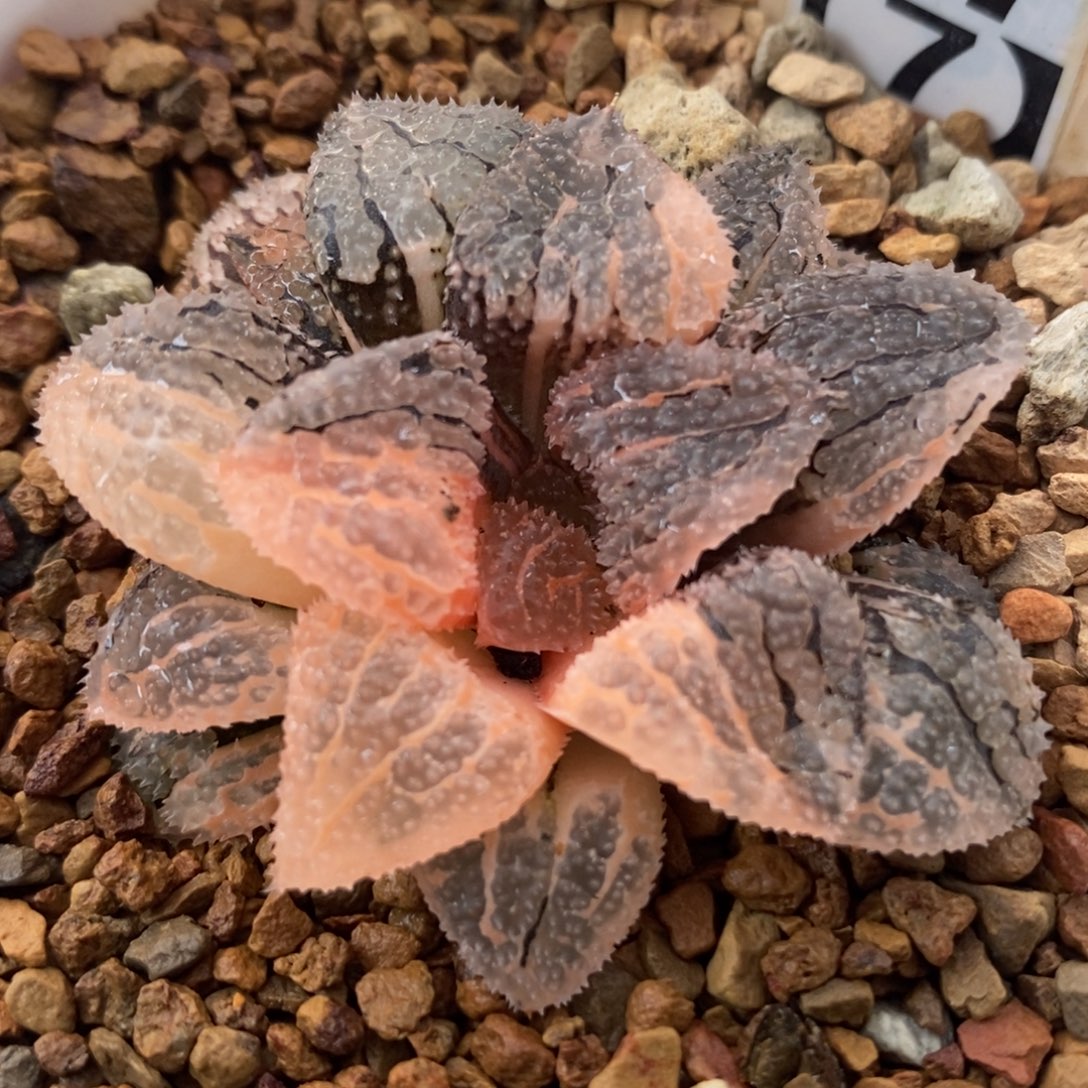 37具味城锦一物一拍