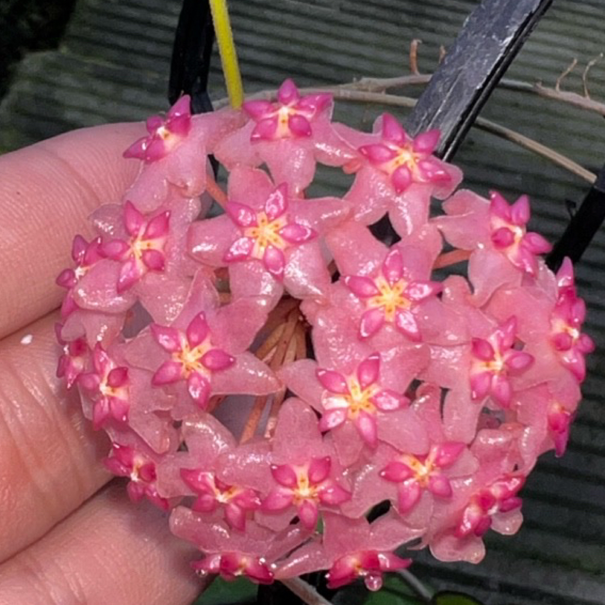 太行【绯岸】品种球兰养护简单开花甜香勤花叶片变色款