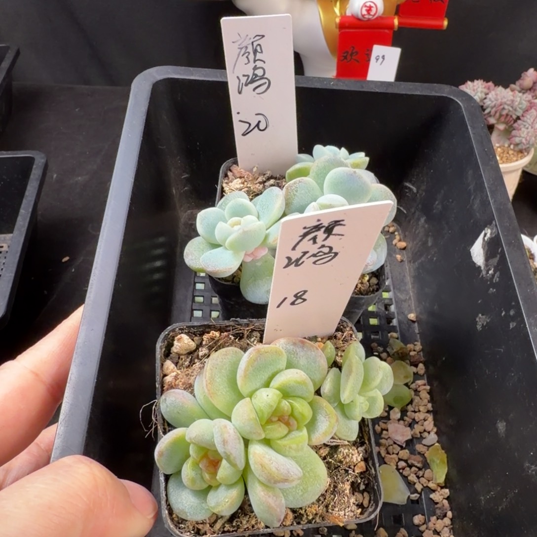 颜***鸿颜鸿两颗冰玉包邮