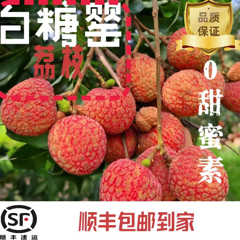 【白糖罂】300年老树荔枝顺丰冷链 包邮到家 现摘现发