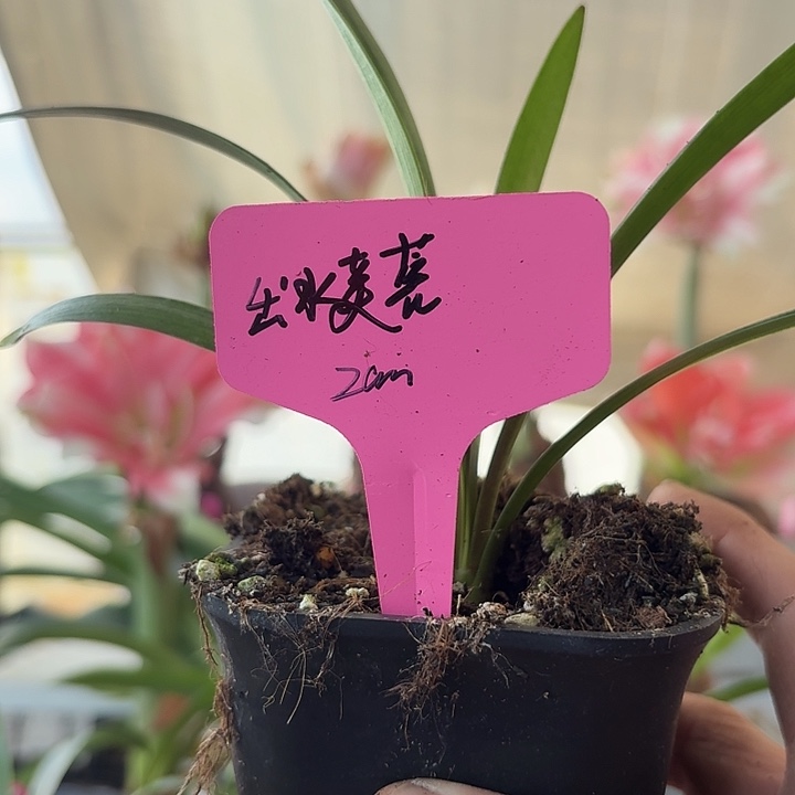 无花朵出水芙蓉朱顶红直径2cm