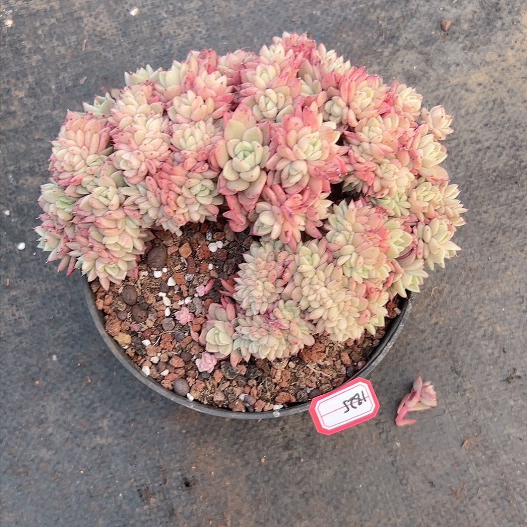 美**美拉霍亚缀多肉1825