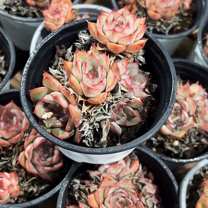 多头      艾格丽亚      玫瑰