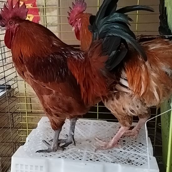 2天中国大陆贵州土鸡