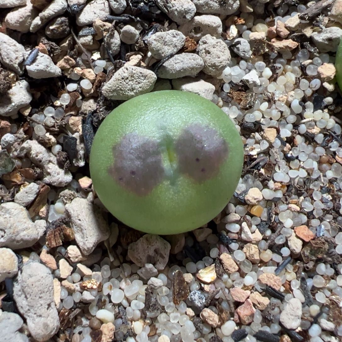 油厚皮桃实生多肉