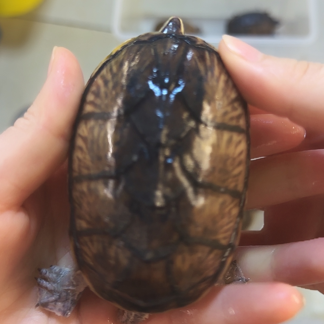 蛋龟公麝香公花背8.0