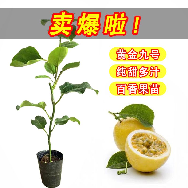 黄金九号百香果苗，纯甜无酸，四季品种多年生多年养