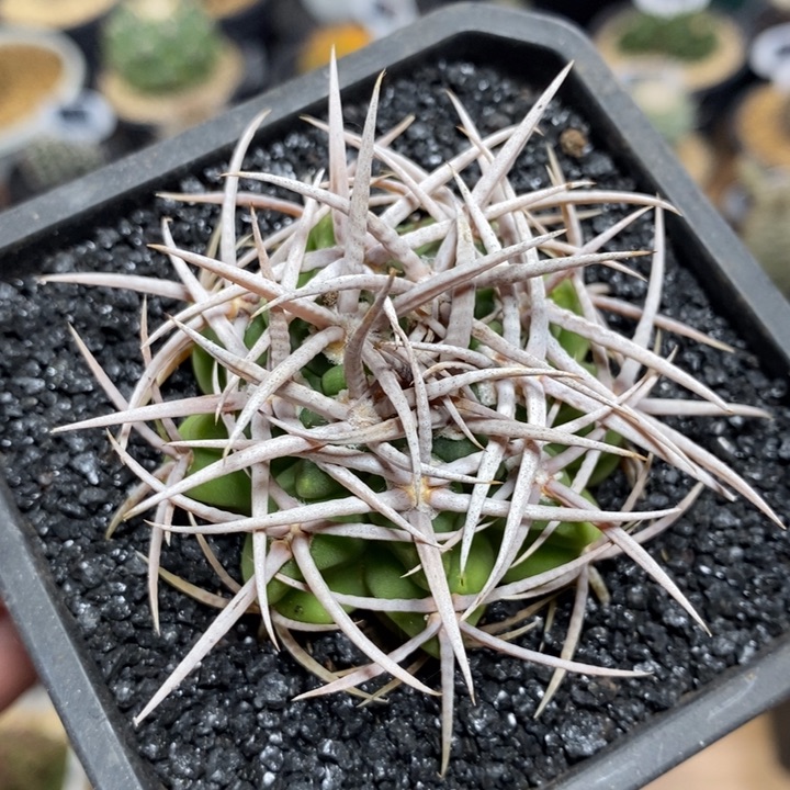 实生精控强刺碧岩玉158号5cm