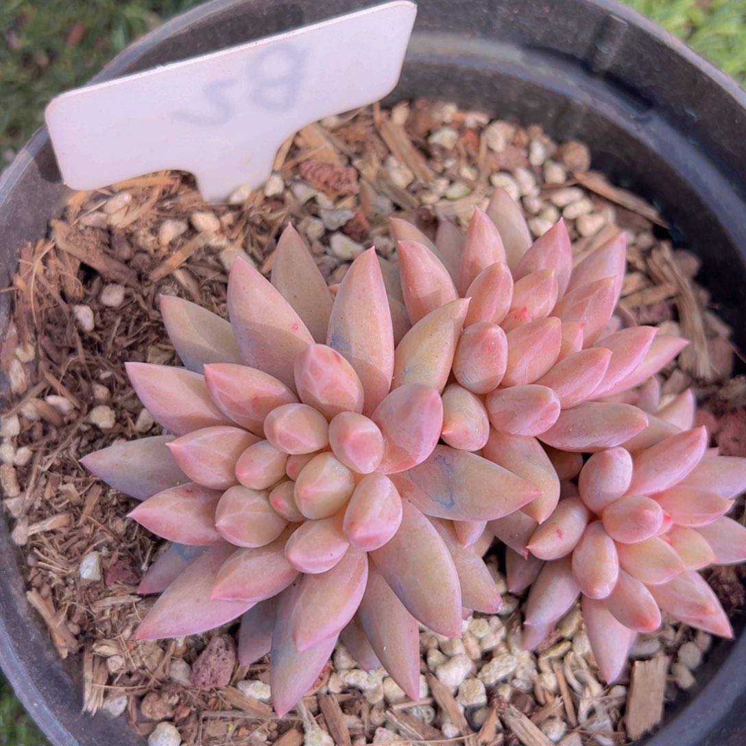 香玉的故事是一个人的故事